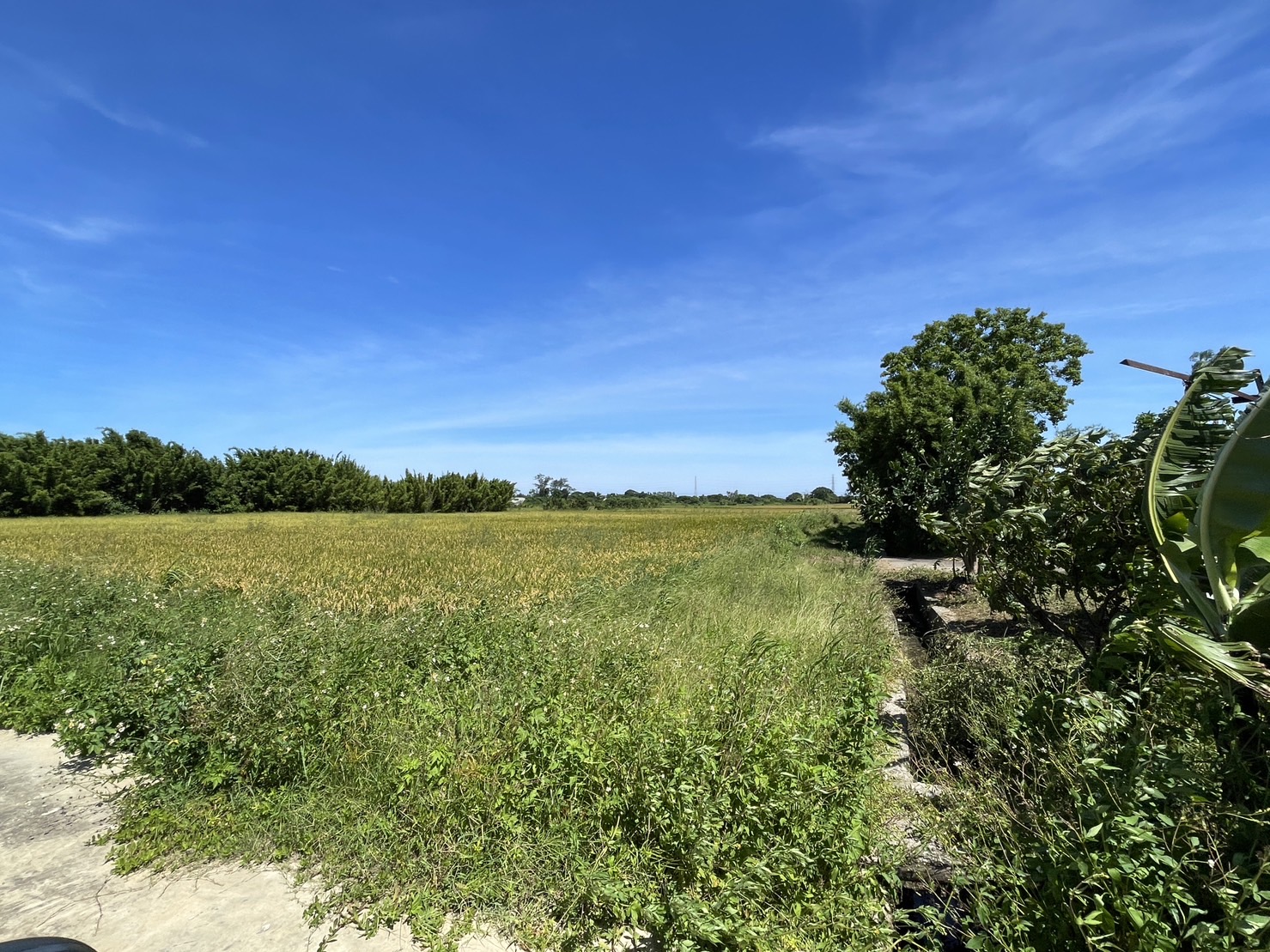⭐新屋青田段農地1401坪.每坪僅1萬⭐