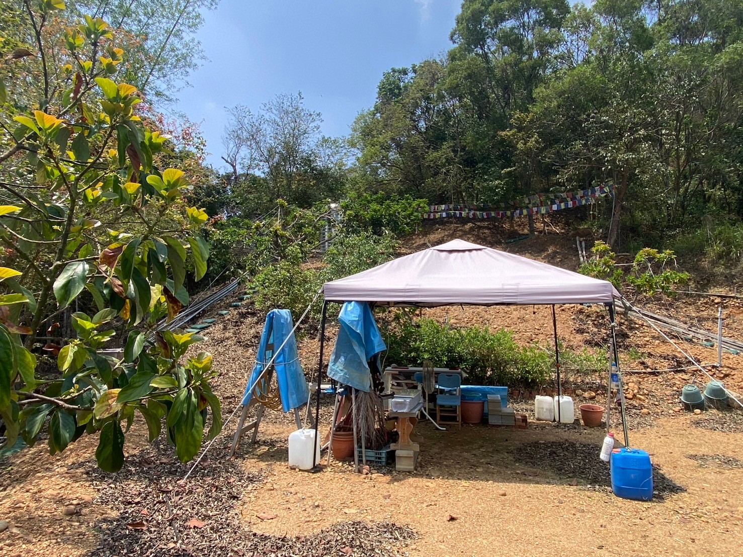 大樹井腳路福氣寶地