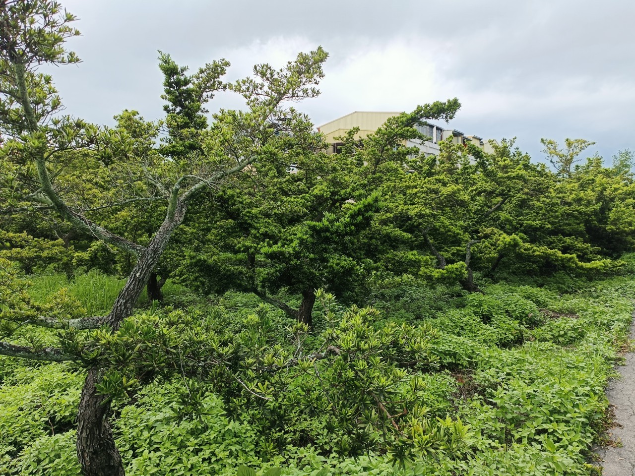 彰化員林埔心470坪農地