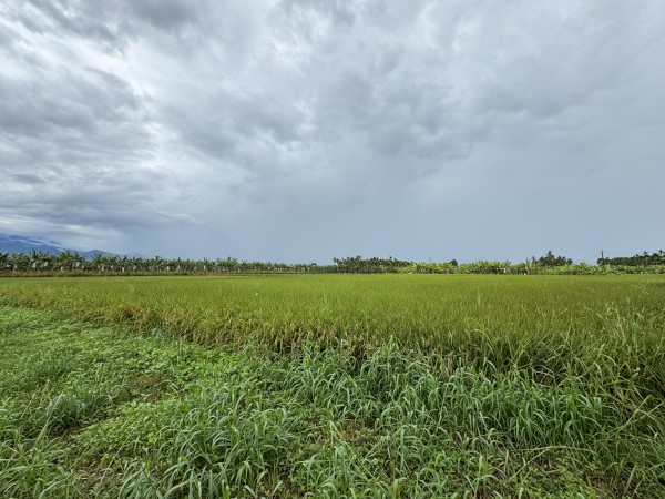 旗山區/綠色隧道特農農牧用地✨起峰了~追宅