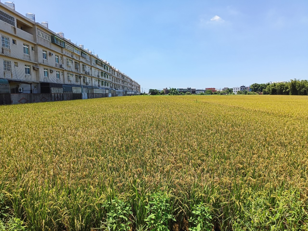 新坡市區都計內農地316坪