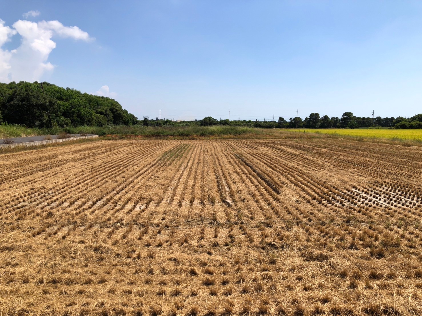 ＜永欣蘿蔔＞新屋石磊子水流小段農+建地
