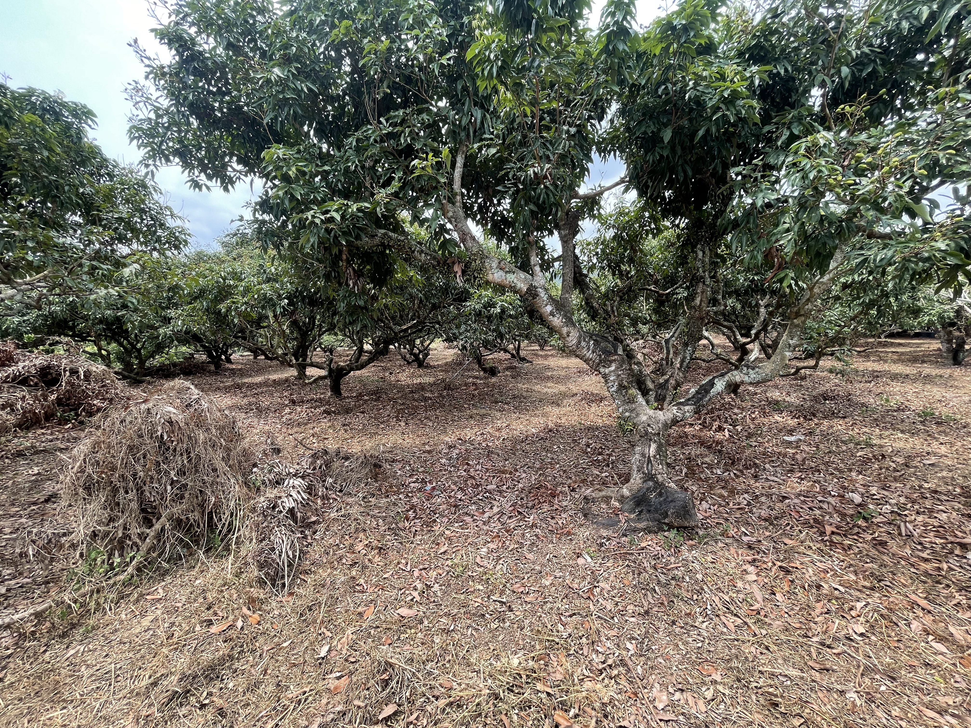★高雄內門★農場山坡保育地｜有水有電