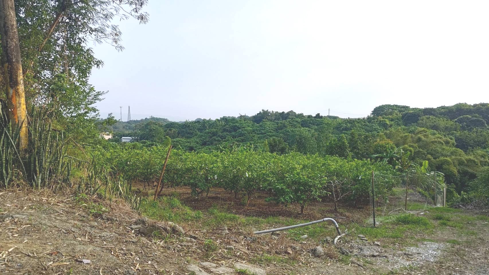 玉井千坪俗賣丙種建地[東門L159]