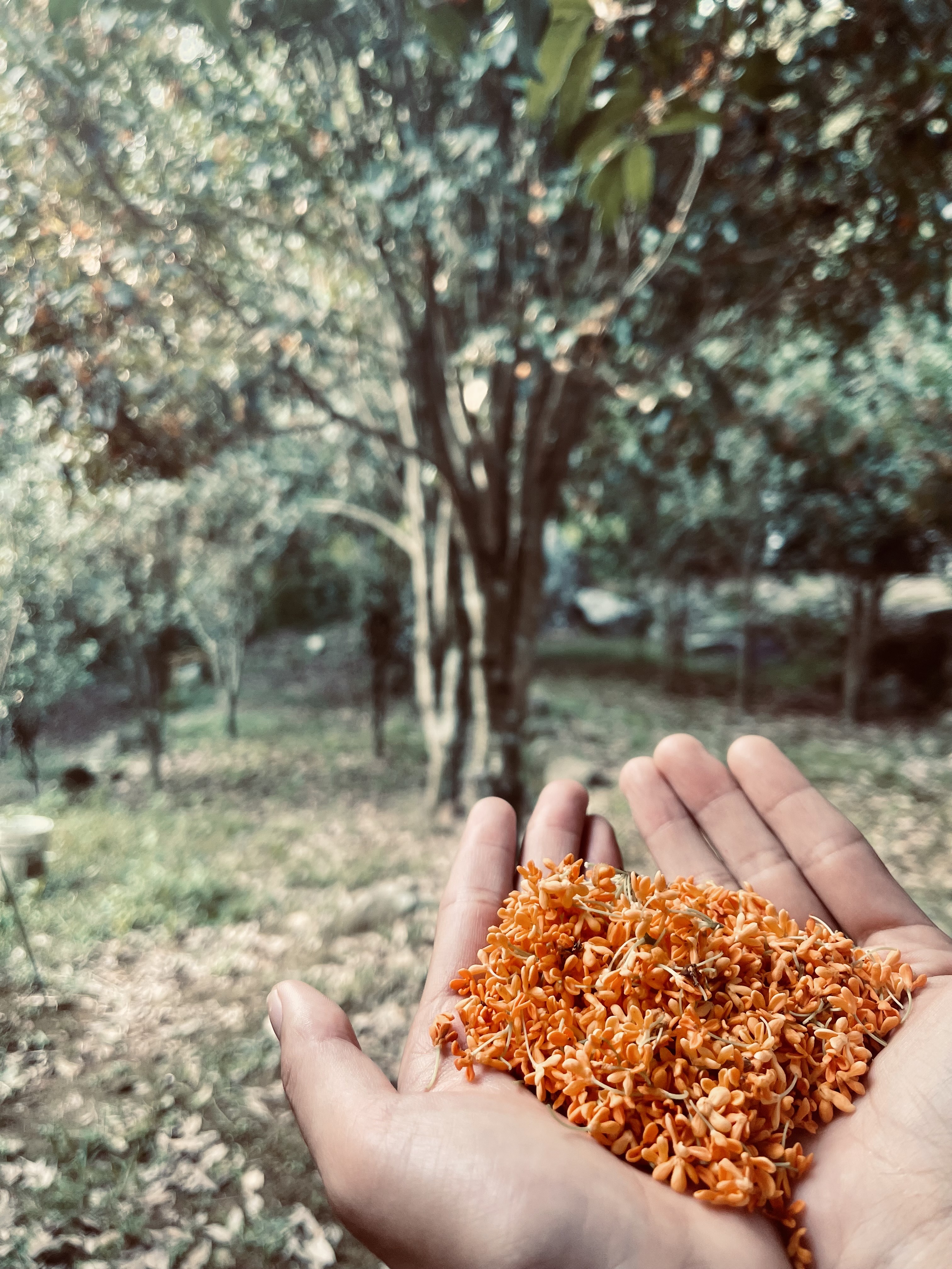 陽明山國家公園菁山段美地有水電建物★專任住商范哲瑋