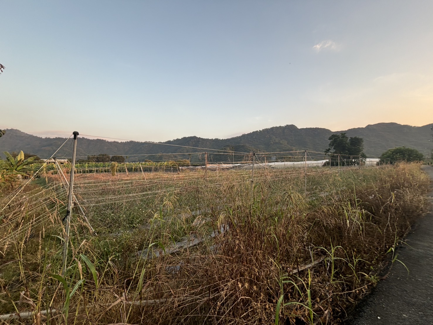 ★高雄旗山★圓潭6.12分臨路美農地｜大面寬