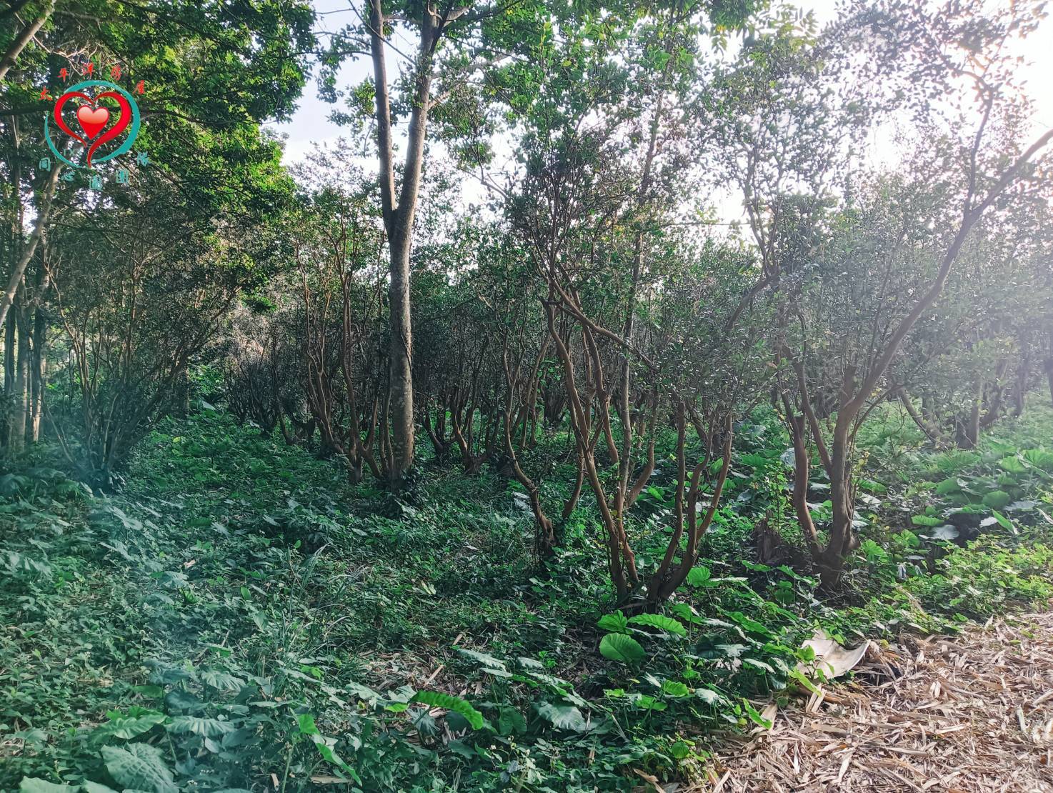 大溪月眉休閒農地
