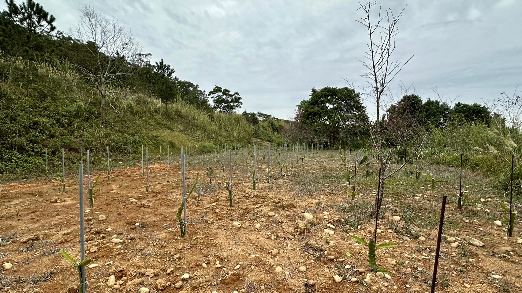 近交流道👍打鐵段美農地