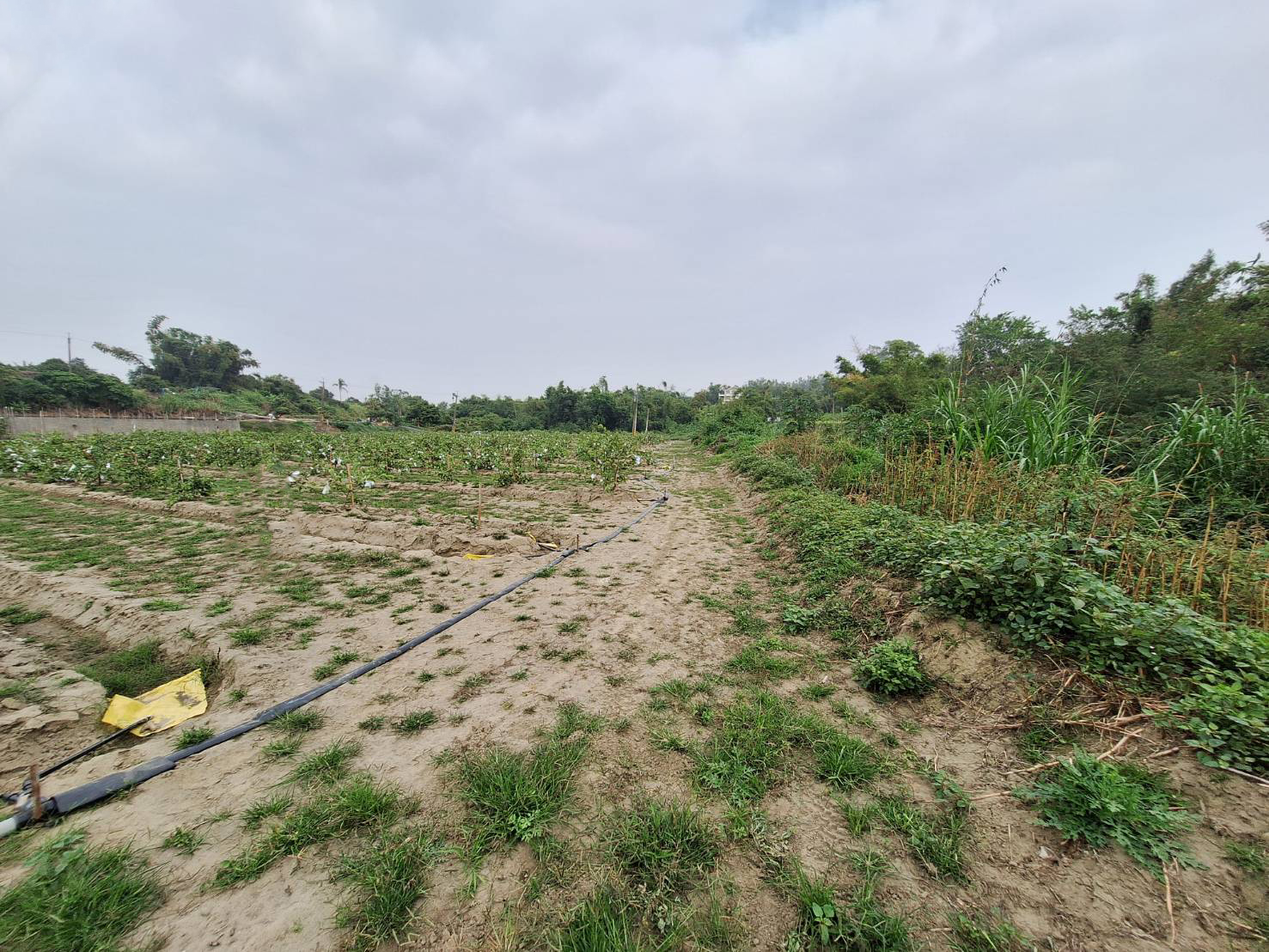 樹德科技大學旁優質農地